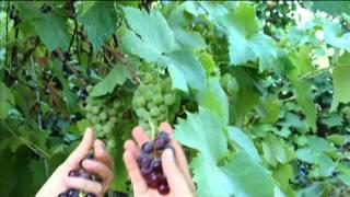 Come Out to the Farm: Grapes