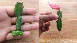 How to propagate christmas cactus