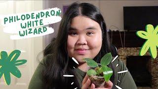 buying my dream plant - philodendron white wizard unboxing