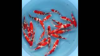 MEMILIH IKAN KOI BABY IMPORT HIGH QUALITY FARM SAKAI SIZE 15CM-WHATSAPP 0895326061666