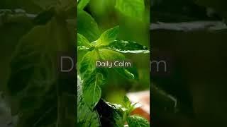 Daily Calm | Raindrops Make Plant Leaves Dance #argamon #am