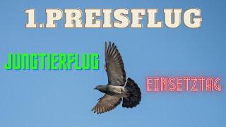 Brieftauben: Einsetztag zum 1. Preisflug der Jungtauben 2020