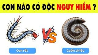 Đại Chiến Các Loài Vật Nguy Hiểm Chỉ Những Nhà Thám Hiểm Thế Giới Động Vật Mới Vượt Qua | Nhanh Trí