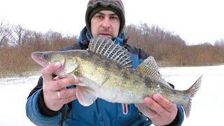 Fishing for Pike-Perch with Balance Lure, Beard, and Silicone. Winter Fishing 2024