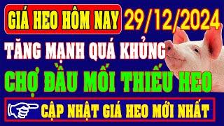 Giá heo hơi ngày 29/12/2024 - TĂNG MẠNH QUÁ KHỦNG, CHỢ BÁO THIẾU HỤT HEO