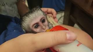 Baby Monkey Olaf caught in a snare