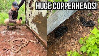 Finding HUGE Copperheads in Metro Atlanta! Tin Flipping and Biking For Snakes in Georgia!