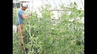 Tomato Pruning Tips