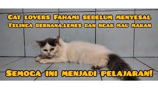 penyebab dan penjelasan sakit telinga pada kucing, kalau ngak faham bisa fatal!