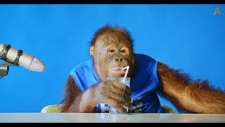 Animalia's Orangutan Freddie tries a few snacks ASMR
