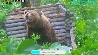 Мансур  Необычная буря разбудила медведя ... An unusual storm wakes the Bear up.