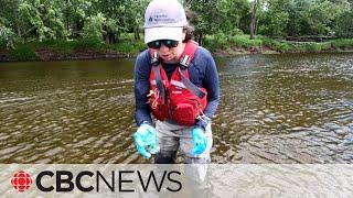 Cyanobacteria blooming unusually early this year in a New Brunswick river