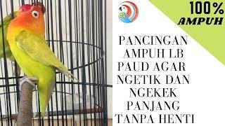 PANCINGAN LB PAUD AGAR NGETIK DAN NGEKEK PANJANG TANPA HENTI