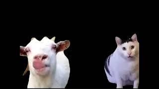 Goat talking to a clueless cat meme