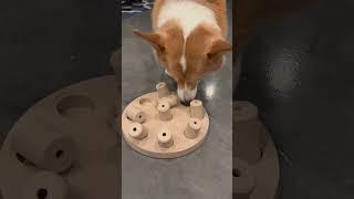 Treat Puzzle #corgi #boomer #dog #corgibutt #puzzle