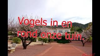 Vogels in Hondon dl Nieves Spain