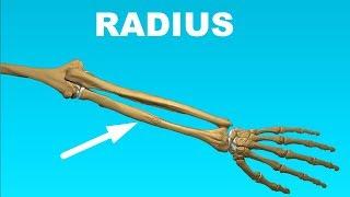 Radius Anatomy - Forearm Bones #6