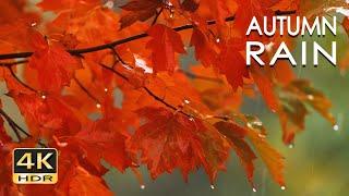 4K HDR Autumn Rain - Relaxing Rain Sounds for Sleeping - 10 Hours - Rainfall on Colorful Leaves