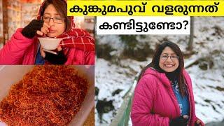 PEHALGAM യാത്രയും കുങ്കുമപൂവ് പാടങ്ങളും BARBEQUE FOOD STREETഉം | KHAYAMAREA