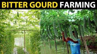 How To Grow Bitter Gourd | PLANTING, GROWING AND HARVESTING | Bitter Melon Farming / Cultivation