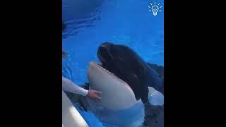 Experience the joy of feeding a whale!