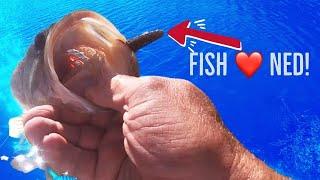 How to Bank Fish with the Z-man Ned Rig | Why Z-man Baits Are BUDGET Lures!