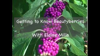 Getting to Know Beautyberries