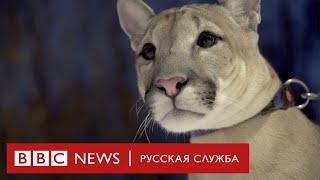 Канадская пума из московской хрущевки