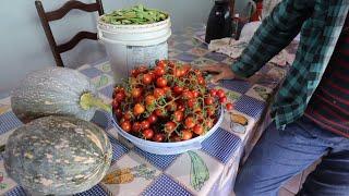 DIA DE COLHEITA NA ROÇA FAVA, TOMATE E ABÓBORA + PREPARANDO MOLHO DE TOMATE CASEIRO