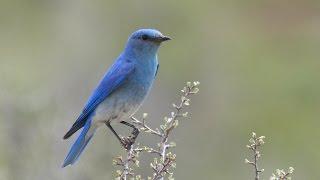 Teaching Kids About Bluebirds