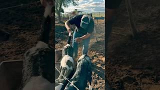 Calf on the farm #farm #livestock #agriculture #cattle #calf