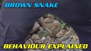 Eastern Brown SNAKE BEHAVIOUR EXPLAINED!