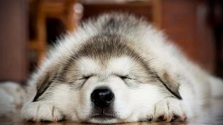 Cute Husky Puppies  Funny and Cute Huskies [Funny Pets]