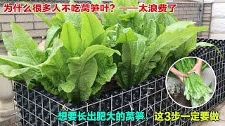 为什么很多人不吃它，莴笋叶——营养价值比莴笋肉质茎更高|asparagus lettuce|在家种菜，想要长出肥大的莴笋，这3步一定要做