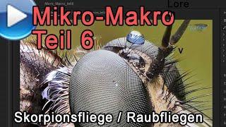 Mikro-Makro Teil 6: Skorpionsfliegen und Raubfliegen!