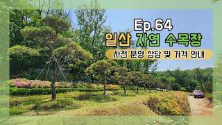 Ep.64(드론영상포함)지금 '일산'에서 가장 사랑받는 아름다운 수목장!(박혜수실장 010 8807 8011)