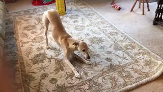 10 Funniest Whippet Videos | Funny Animals