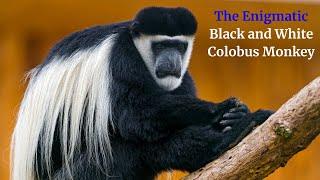 The Enigmatic Black and White Colobus Monkey