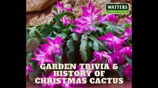 Garden Trivia and History of Christmas Cactus