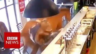 Runaway race horse causes chaos in French bar - BBC News