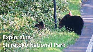 Shiretoko National Park in Shiretoko | Wildlife in Hokkaido, Japan