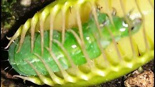 GREEN CATERPILLAR CRUSHED TO DEATH BY VENUS FLYTRAP! 金星 捕蝇草 毛虫