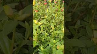 #shorts #shortvideo #flowergrow #short #youtubeshorts