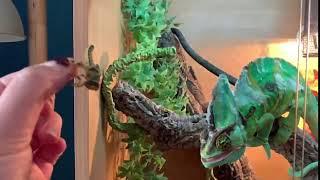 Chameleons tongue - Slow motion