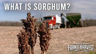 What is Sorghum?  |  MD F&H