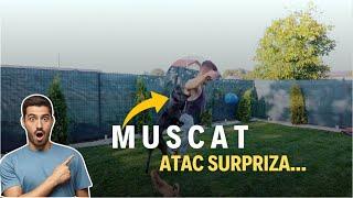 Atac Surpriza: Muscat de Caine in Timp ce Filmam!