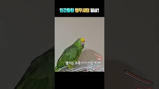 인간과 앵무새의 대화! 이게 맞나?