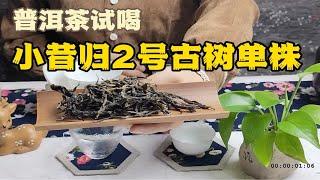 普洱茶试喝：体会高级感｜小昔归2号古树单株