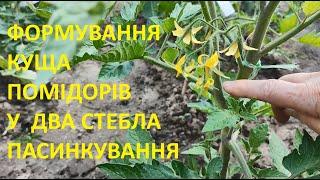 ПАСИНКУЄМО ТА ОБРІЗАЄМО ЛИСТЯ У ТОМАТІВ -   КОЛИ  ЯК  І  НАВІЩО