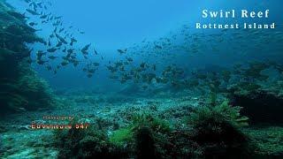 Diving on Swirl Reef Rottnest.